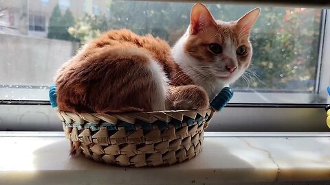 Sleeping in the basket