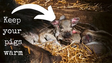 Farrowing Your Pigs in the Winter: Two Minute Tuesday