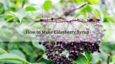 How to Make an Immune Boosting Herbal Elderberry Syrup for the Pantry