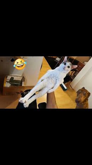 TRY NOT TO LAUGH🤣🤣😂🤣🤣😅