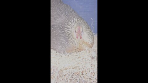 Unhappy Chicken