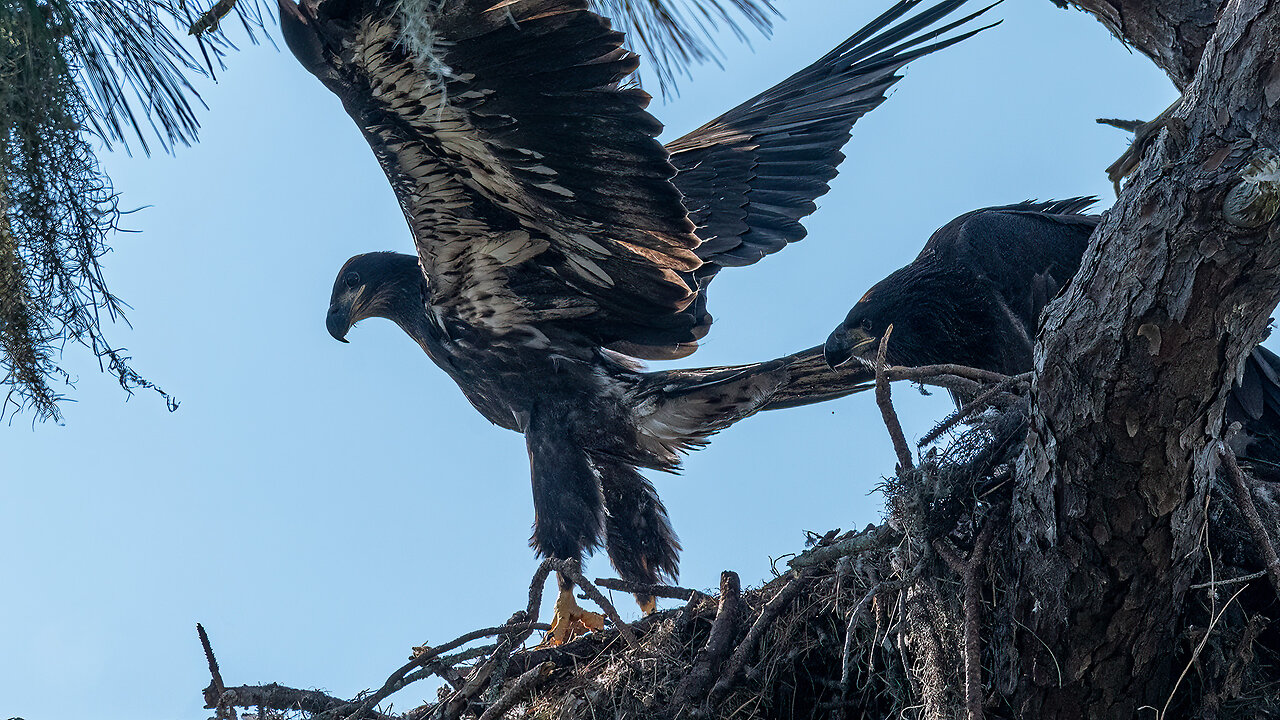 Young Eagles Jumping Around the Nest