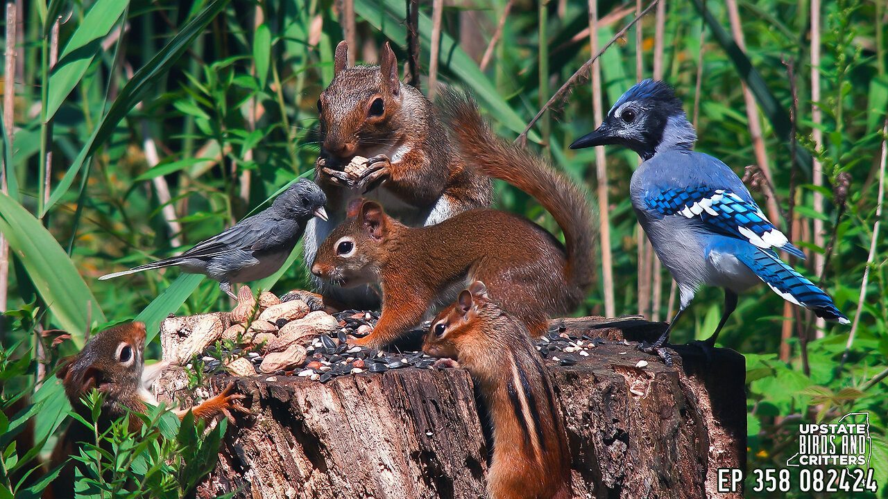 Upstate Birds And Critters: Ep 358 — 082424 Cat TV Dog TV