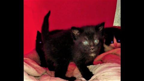 Hissy brought her kittens back after a week. Hissyの子猫たちが1週間ぶりに戻ってきました。