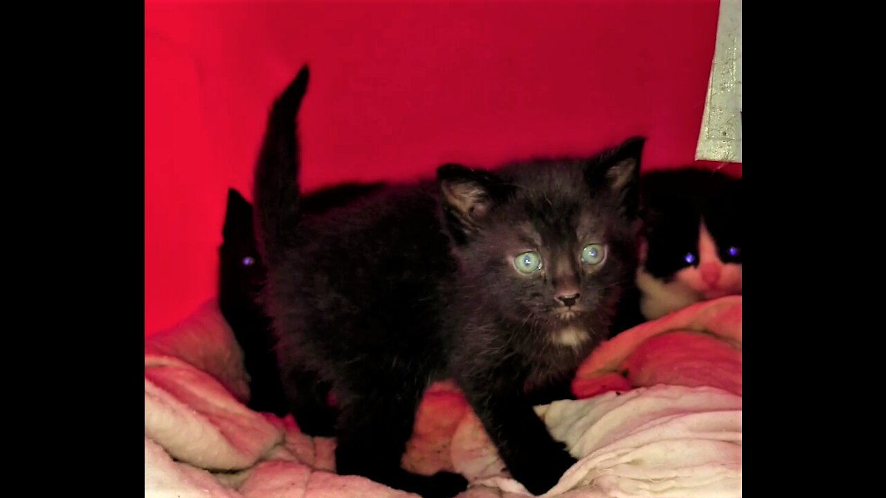 Hissy brought her kittens back after a week. Hissyの子猫たちが1週間ぶりに戻ってきました。