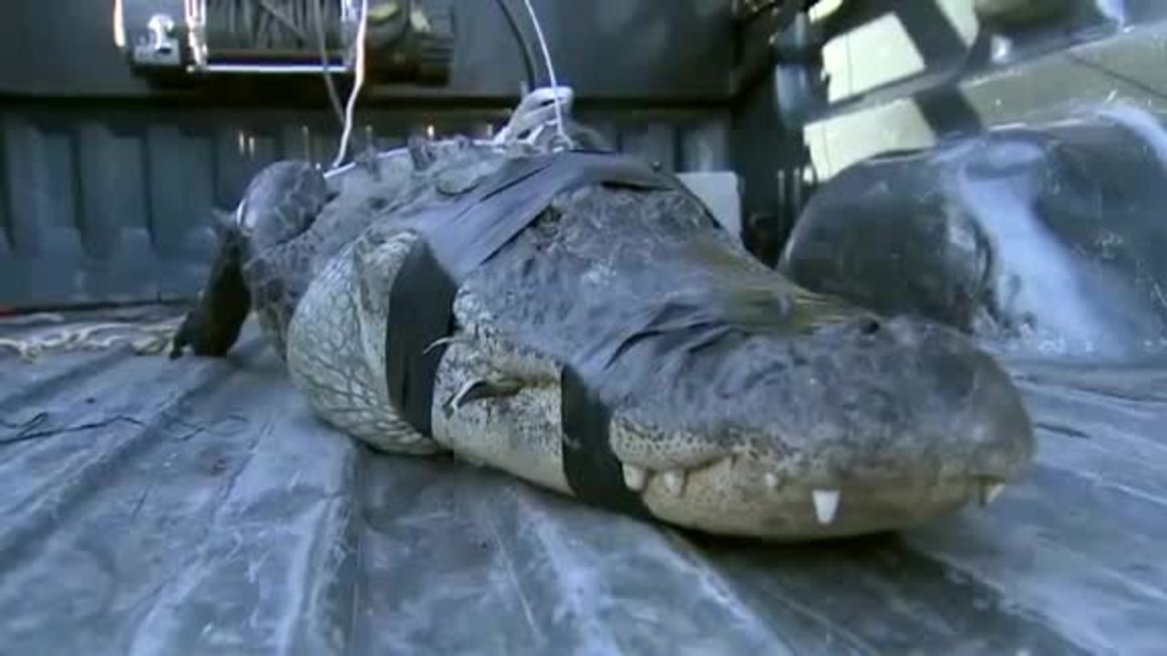 80-year-old Florida man wrangles large alligator in his backyard