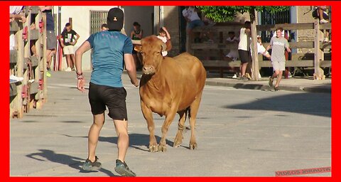 ARGUEDAS ( NAVARRA ) TARDE VACAS EN CALLE ( JUEVES 10 AGOSTO 2023 ) GANAD.ARRIAZU