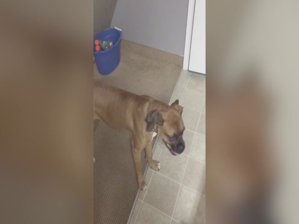 Dog Goes Crazy when Music is Playing
