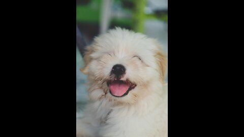 🥰beautiful dogs🥰