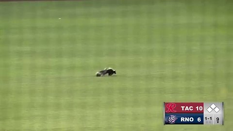 Skunk invades field during Reno Aces game - ABC15 Sports