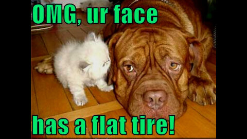 Super Cute And Funny Dogs And Cats In Training...