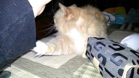 What a Pretty Kitty