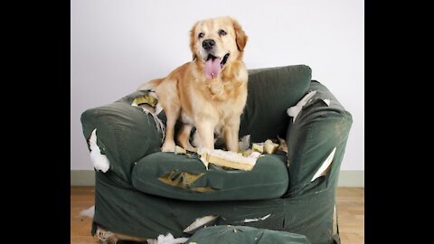 How to Train Your Dog to Stay OFF of the Furniture