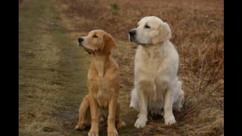 Cães ficam presos um no outro durante brincadeira