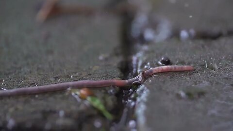 Beachfront B Roll Worm in the Rain Free to Use HD Stock Video Footage