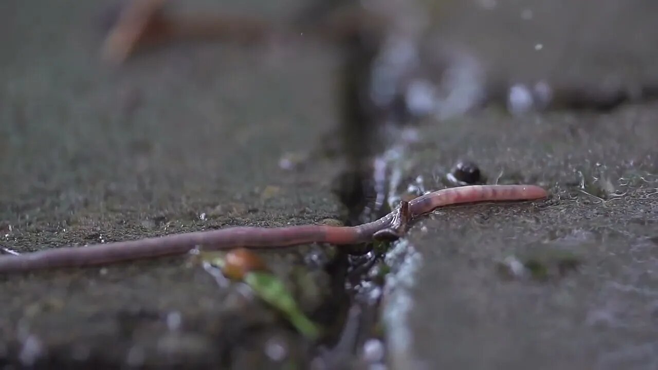 Beachfront B Roll Worm in the Rain Free to Use HD Stock Video Footage