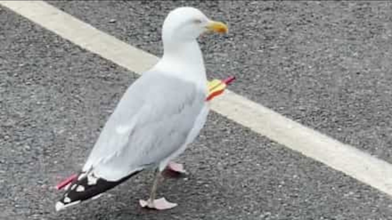 Une mouette immortelle se promène avec une flèche plantée dans le corps