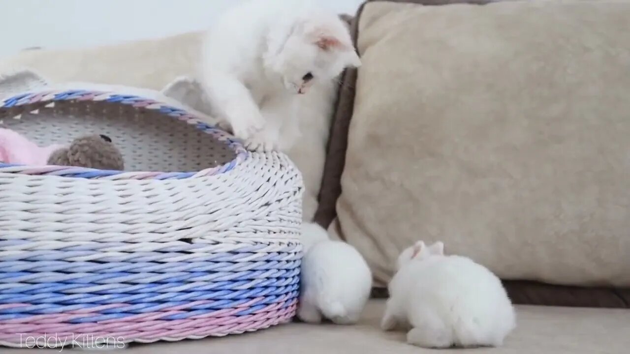 White kitten and white tiny bunnies 🐰 | It's so Сute! 🥰