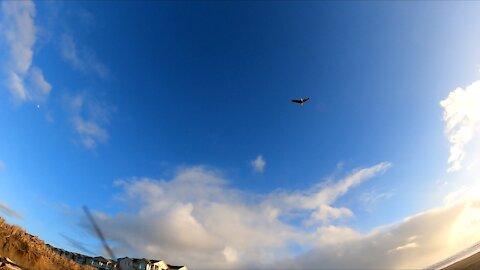 Eagle at the beach!!!