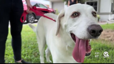 Floofy Fitness keeping dogs cool and fit at the same time
