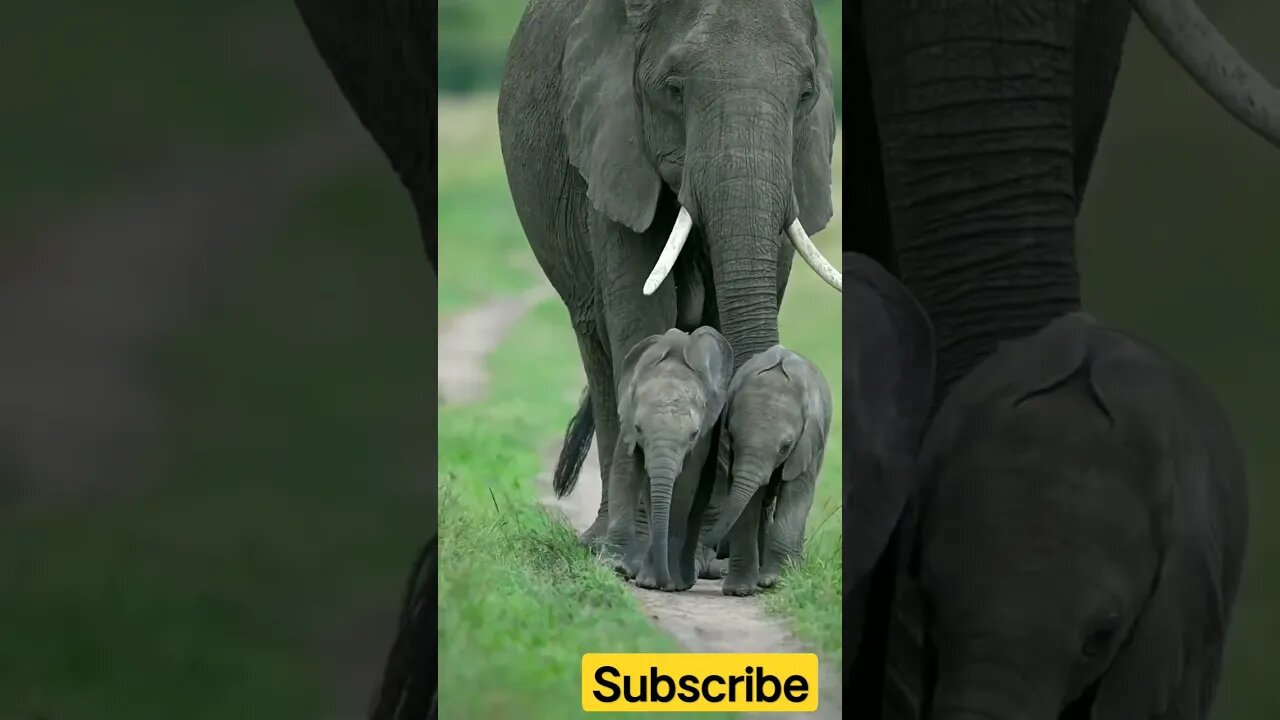 Elephant #shorts #youtubeshorts #animals
