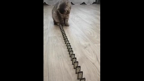 Funny Cats 😂🤣