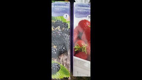 Will Home Depot Berries Live???