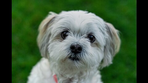 COMPLETE GUIDE to PUPPY TRAINING - What to train FIRST