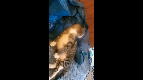 Frisky cat getting down!!
