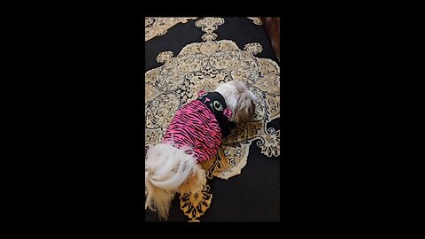 Rosie And Her Tiger Dress (Featuring Rosie The Shihtzu)