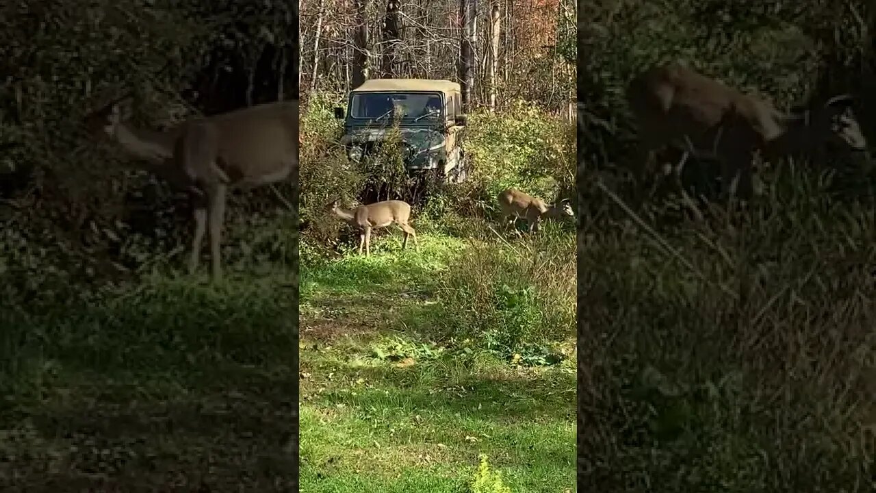 Deer - they raided our garden all summer. Finally caught in the act.