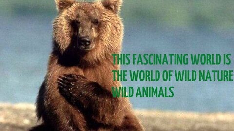 THIS FASCINATING WORLD IS THE WORLD OF WILD NATURE WILD ANIMALS
