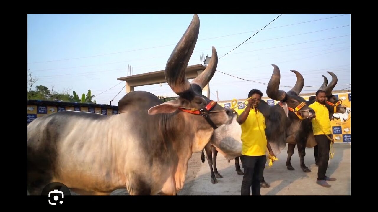 "Meet the Creepy Bull: Unsettling Encounter with a Horned Giant"