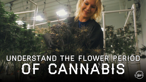 Understanding the Flowering Period of Cannabis | How to Grow Indoors with Smokey Okies