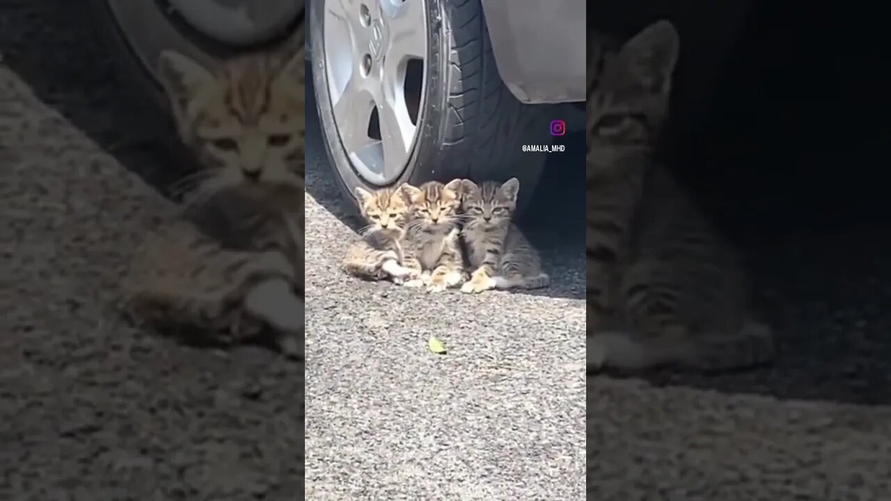 Hello 👋 ❤️ #love #tiktokvideo #pets #cat #shorts