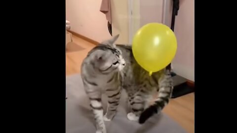 Funny# animal # videos. funniest and best videos ever. It is funny and cute!