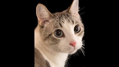 Cat scare