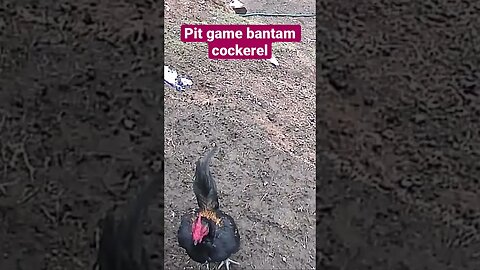 Farm cameras monitoring chickens