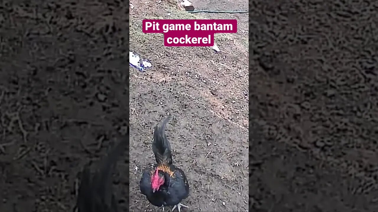 Farm cameras monitoring chickens