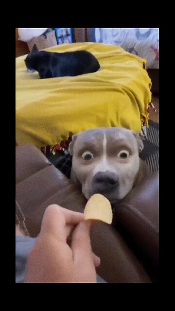 Funny dogs 😂 Funny pets life #24