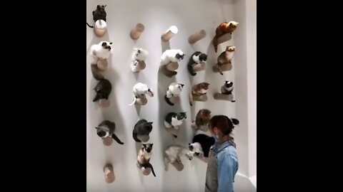 Super Cute ♥ Best Funny Cats and Dogs Compilation