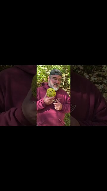 Secret behind Hedge Apples!