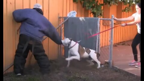 How To Make Dog Become Fully Aggressive With Few Simple Tips!