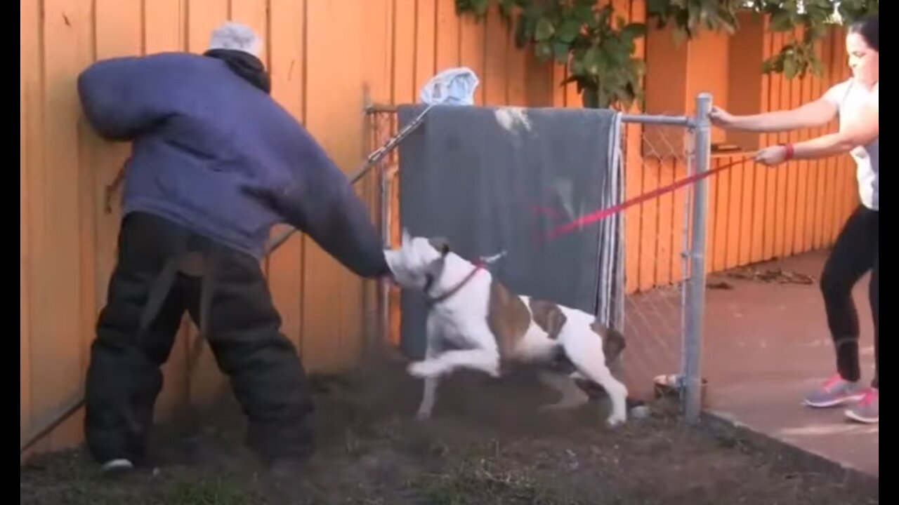 How To Make Dog Become Fully Aggressive With Few Simple Tips!