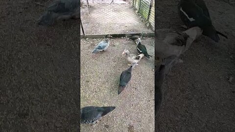 The Ducks are in the Chicken pen out of the rain, I thought ducks like water