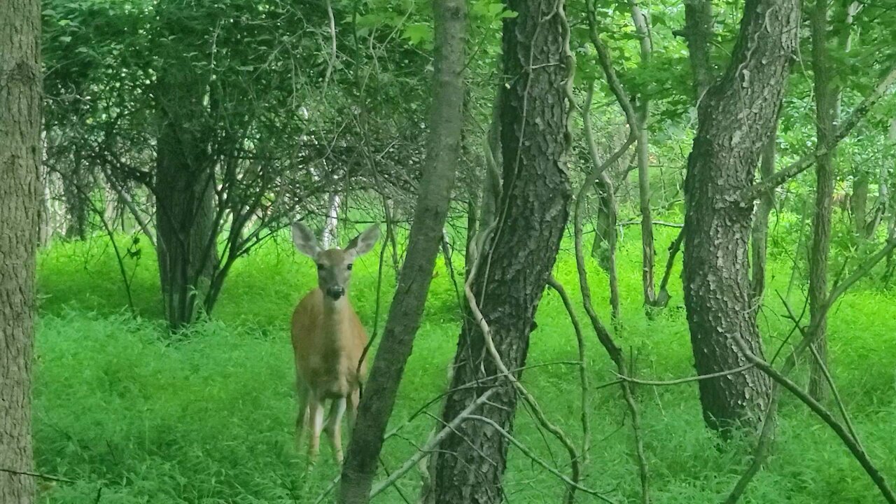 Lush forest and beautiful deer🦌🍃