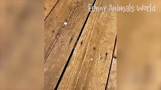 Funniest Dogs And Cats Videos Best Funny Animal Videos 2022