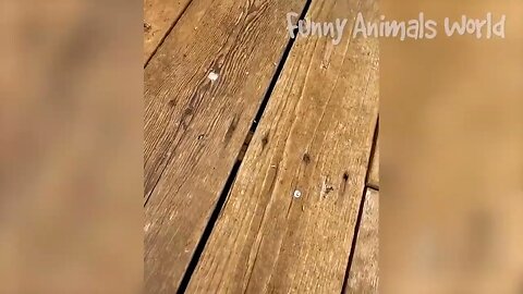 Funniest Dogs And Cats Videos Best Funny Animal Videos 2022