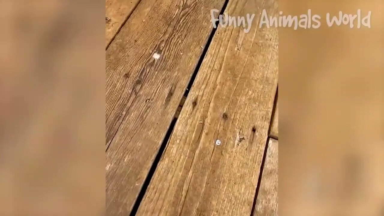 Funniest Dogs And Cats Videos Best Funny Animal Videos 2022