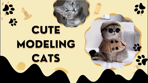 Look at those cute modeling cats : stylish cats reaction for a satisfying video